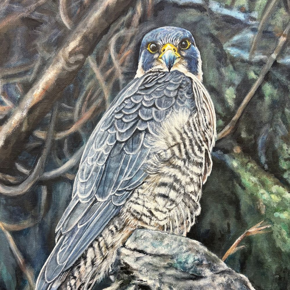 falcon-square